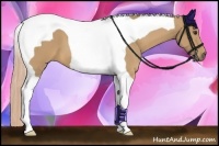 Horse Color:Palomino Tobiano 