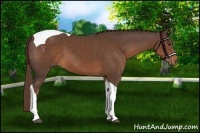 Horse Color:Liver Chestnut Tobiano 
