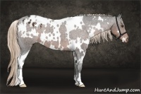 Horse Color:White Spotted Liver Chestnut Appaloosa 