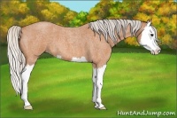 Horse Color:Silver Bay Roan Splash 