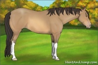Horse Color:Amber Champagne 