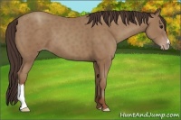 Horse Color:Classic Champagne 