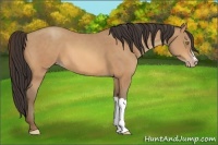 Horse Color:Amber Champagne 