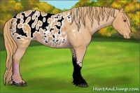 Horse Color:Watercolor Chestnut Sabino Tobiano Appaloosa 
