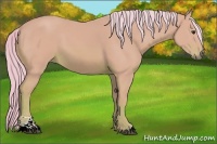 Horse Color:Watercolor Chestnut Sabino 
