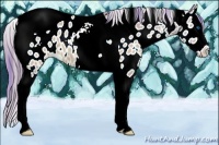 Horse Color:Watercolor Sable Champagne Sabino Splash Tobiano Appaloosa 