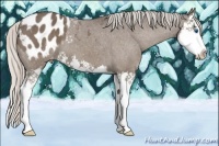 Horse Color:Silver Black Splash Appaloosa 