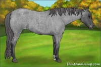 Horse Color:Blue Roan Appaloosa 