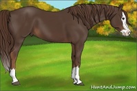 Horse Color:Liver Chestnut Sabino Splash 