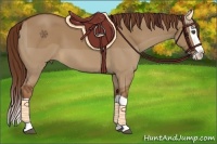 Horse Color:Red Dun Splash