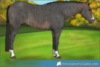 Horse Color:Gray Buckskin Ice 