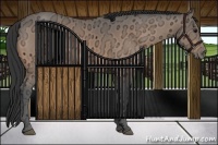 Horse Color:Buckskin Ice