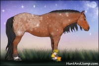 Horse Color:Bay Ice Sabino