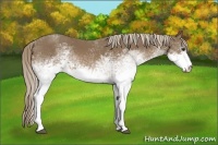 Horse Color:White Spotted Chocolate Palomino 