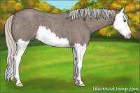 Horse Color:Silver Blue Roan Splash