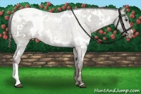 Horse Color:White Spotted Liver Chestnut Appaloosa