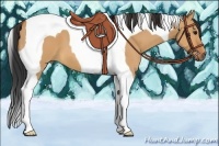 Horse Color:Bay Dun Tobiano