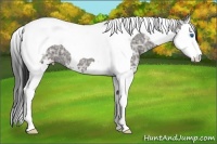 Horse Color:Grullo Ice Splash Tobiano