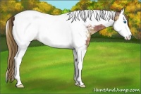 Horse Color:Plaid  Buckskin Sabino Splash Tobiano Appaloosa 