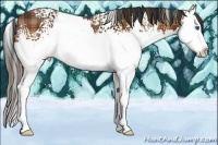 Horse Color:Plaid  White Spotted Bay Sabino Splash 