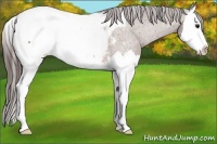 Horse Color:Bay Sabino Splash Appaloosa 