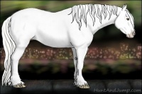 Horse Color:Silver Buckskin Ice Dun Sabino Splash Tobiano Appaloosa