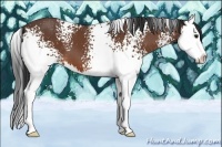 Horse Color:White Spotted Bay Sabino Splash