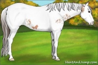 Horse Color:White Spotted Bay Splash Tobiano Appaloosa