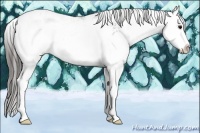 Horse Color:Black Sabino Splash Appaloosa Rabicano 