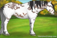 Horse Color:White Spotted Bay Ice Splash