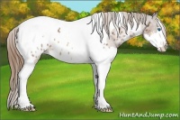 Horse Color:Bay Splash Tobiano Appaloosa 