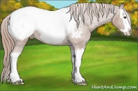 Horse Color:Chestnut Sabino Splash Appaloosa 