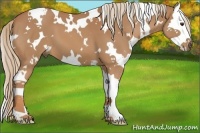 Horse Color:White Spotted Chestnut Splash 