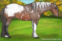 Horse Color:White Spotted Bay Tobiano Appaloosa 