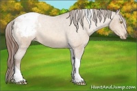 Horse Color:Amber Champagne Tobiano Appaloosa