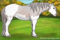 Horse Color:Bay Sabino Splash Appaloosa 