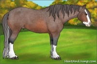 Horse Color:Bay Sabino Splash Appaloosa