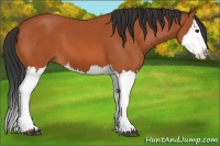 Horse Color:Bay Sabino Splash 