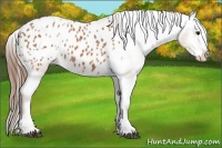 Horse Color:Bay Sabino Splash Varnish Rabicano 