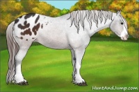Horse Color:Brown Sabino Splash Appaloosa