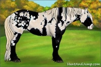 Horse Color:White Spotted Chestnut Splash Appaloosa 