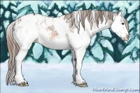 Horse Color:White Spotted Bay Splash Appaloosa  and White Spotted Bay Splash Appaloosa 