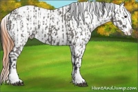 Horse Color:White Spotted Grullo Splash  and Bay Dun Sabino Splash Varnish 