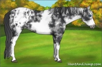 Horse Color:White Spotted Black Splash Frame Appaloosa