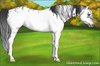 Horse Color:Blue Roan Splash Frame Appaloosa 