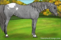Horse Color:Blue Roan Appaloosa 