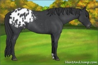 Horse Color:Blue Roan Appaloosa 
