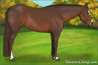 Horse Color:Liver Chestnut Sabino 