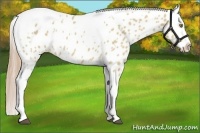 Horse Color:White Spotted Red Dun Tobiano Appaloosa