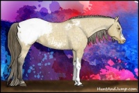 Horse Color:Buckskin Dun Appaloosa